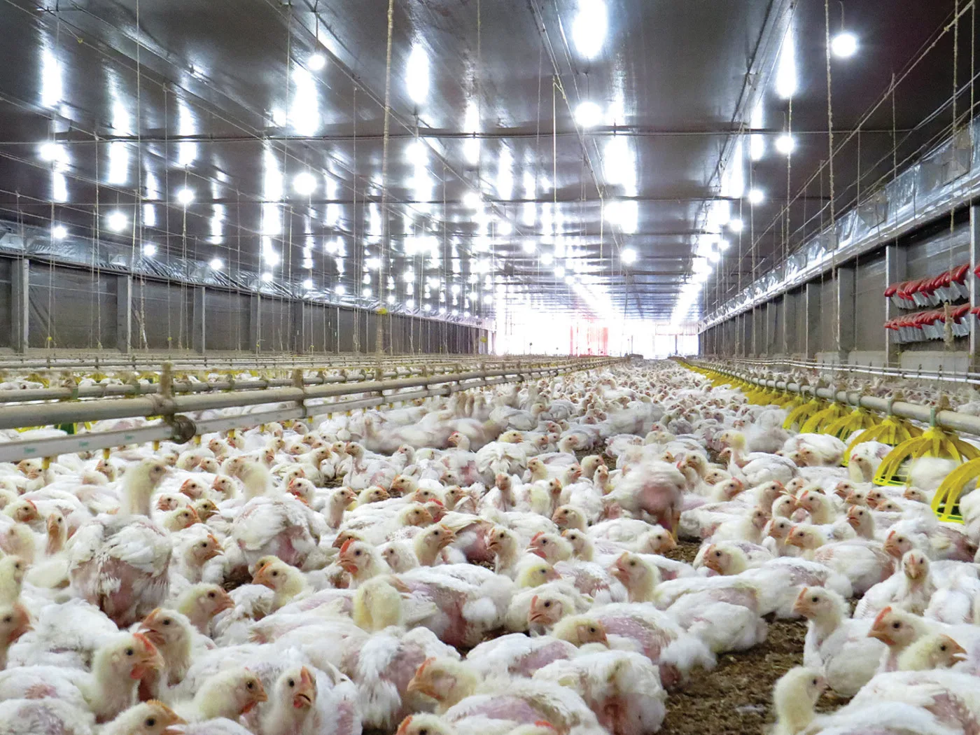 Paraná avalia impacto da suspensão de importações de frango pela UE
