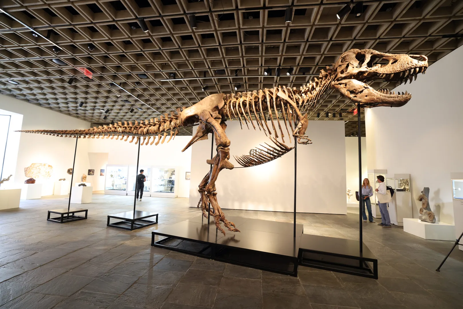 Fóssil de T. rex é vendido por US$ 50 milhões