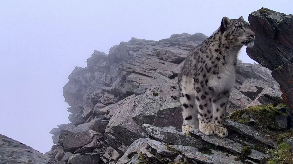 Raro leopardo-das-neves é filmado em reserva