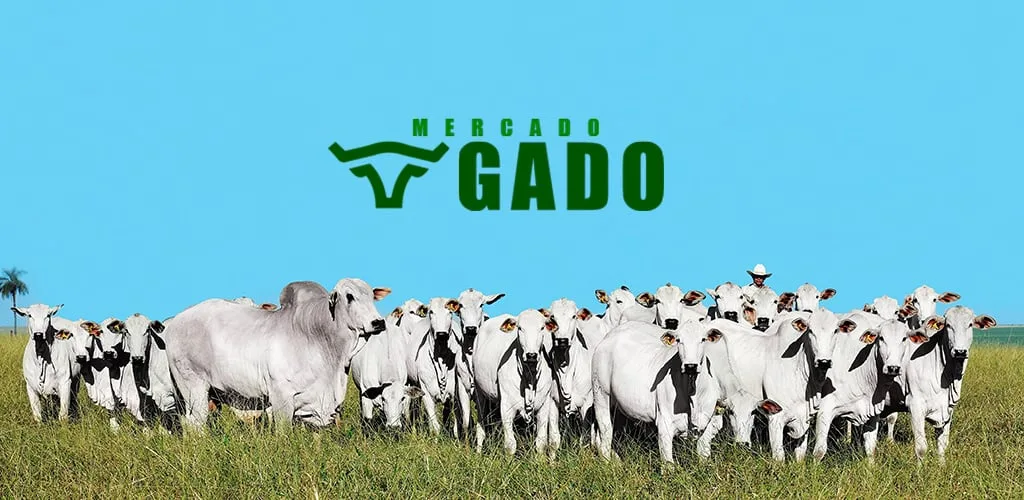 IA e sensores evitam descarte de pintinhos machos