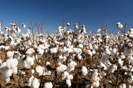 SLC Agrícola reduz valor da aquisição da Sierentz Agro Brasil